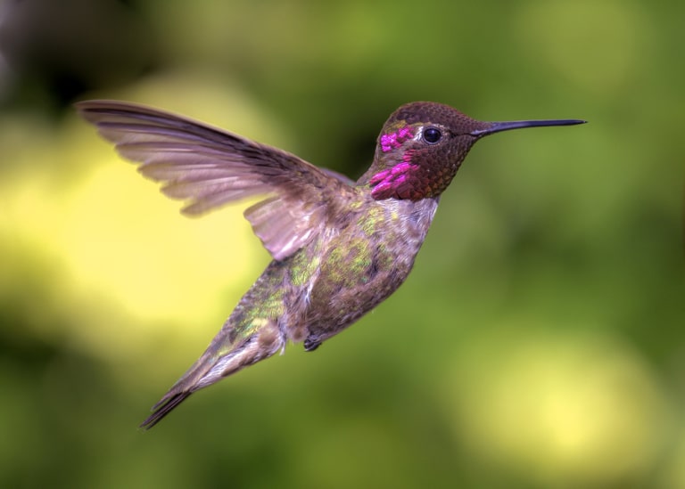 anna’s hummingbird