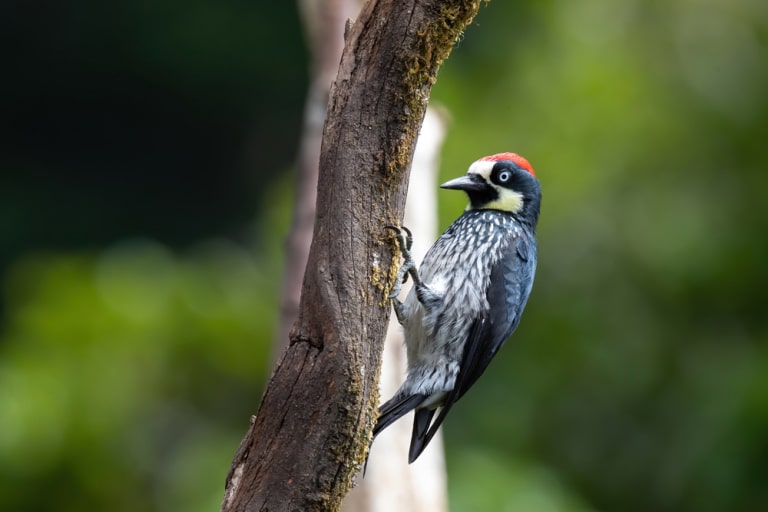 the acorn woodpecker