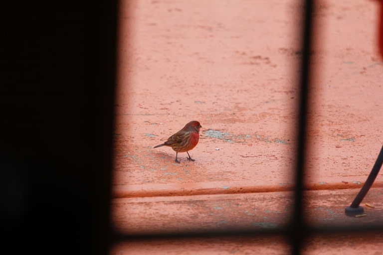 the house finch