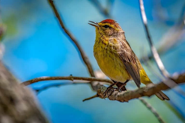 the palm warbler