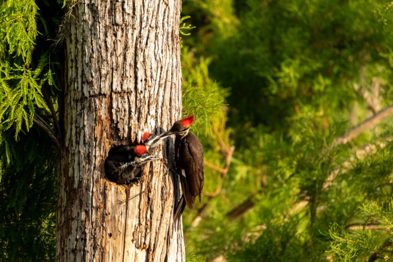 the pileated woodpecker
