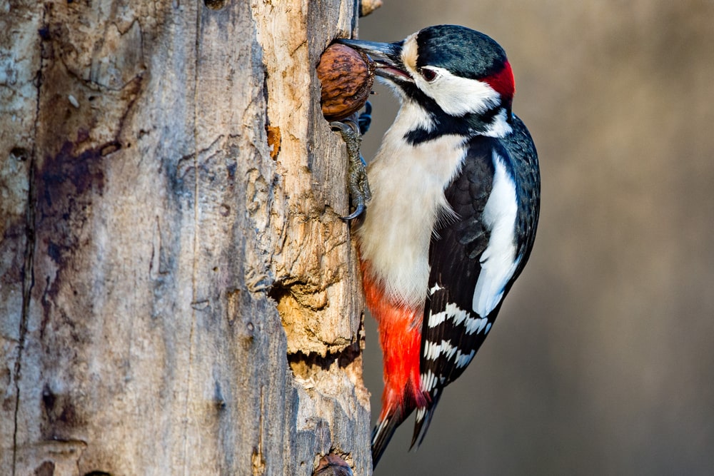 the red-bellied woodpecker