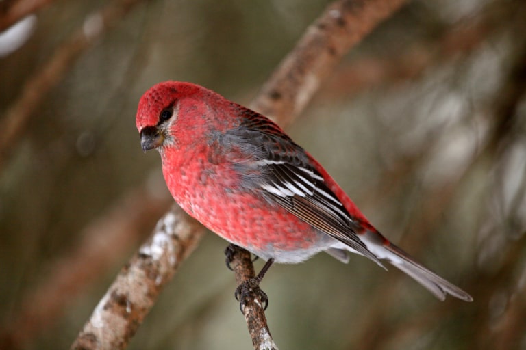 the red crossbill