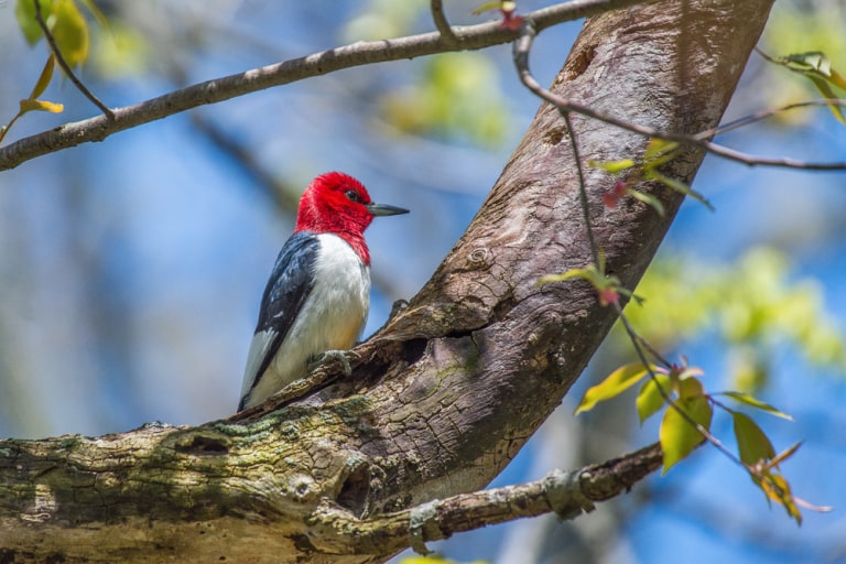 the red-headed woodpecker