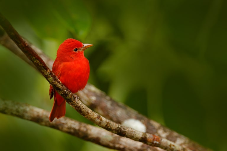 the summer tanager