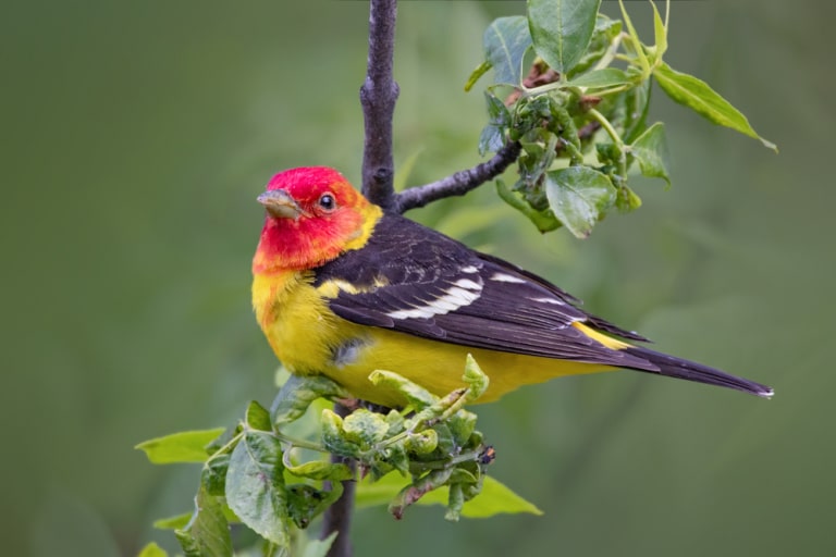 the western tanager